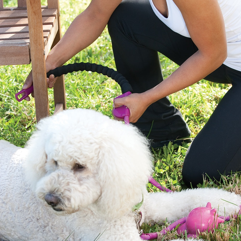Snap and Stay Dog leads
