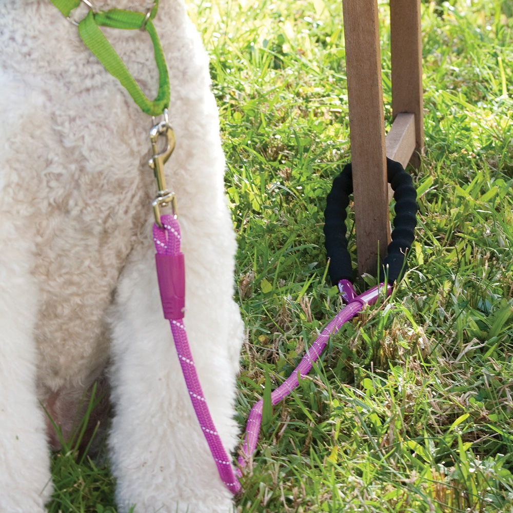 Snap and Stay Dog leads